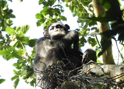 Incredible Chimpanzee trekking in Kibale national park