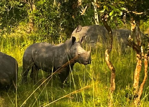 16 days best of Uganda and Rwanda wildlife safaris