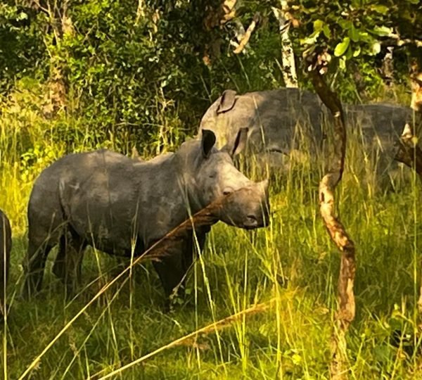 Rhinos at Ziwa Sanctuary