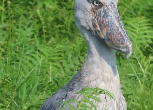 Mabamba Excursion-Prehistoric Giant Shoebill Encounter