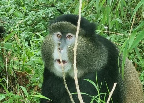 Golden Monkey Trekking in Rwanda – Volcanoes National Park