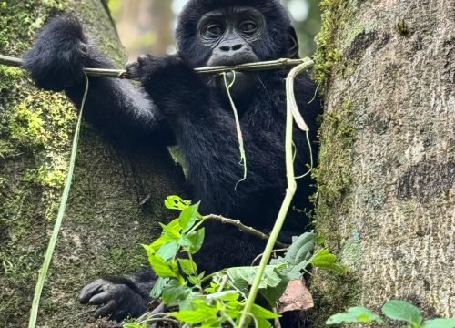 1 day Gorilla tracking Mgahinga Gorilla National Park